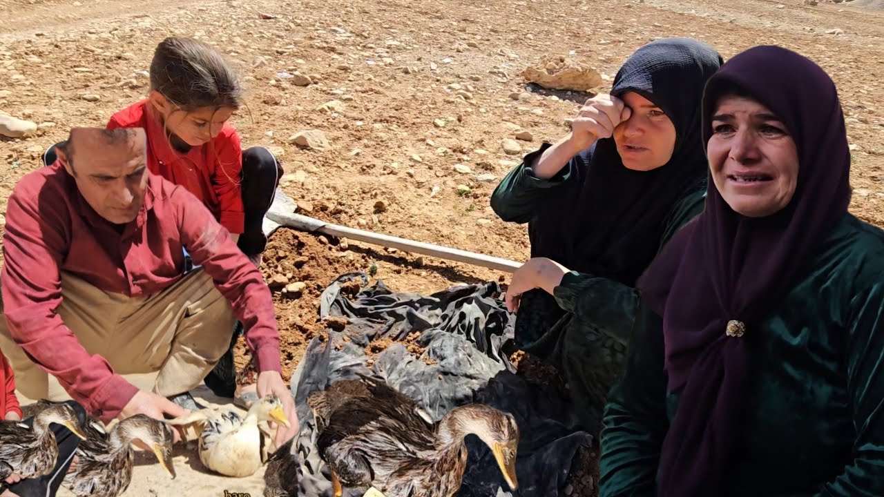 Nomadic Family Building a New Home 🏕️ Heartbreaking Duck Pond Tragedy 🦆💔