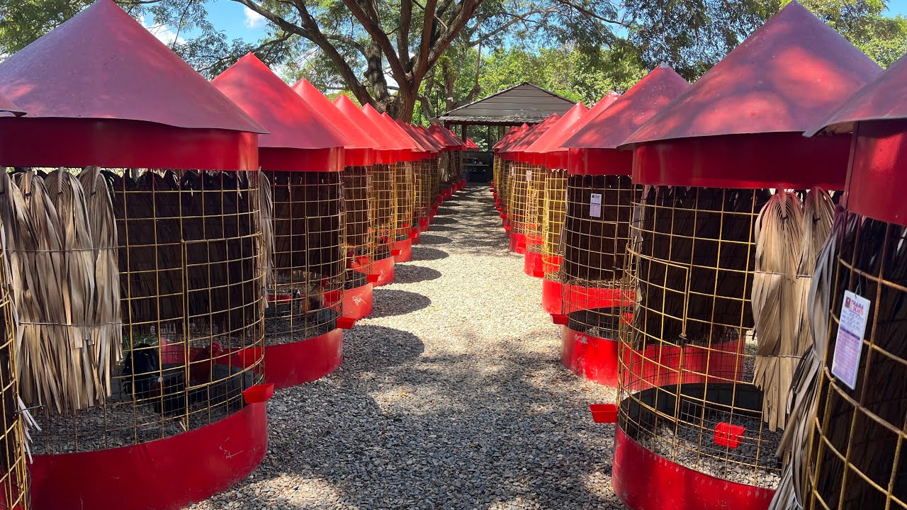 Galleria Wilo Marrero con unos animales súper competitivo y saludable 