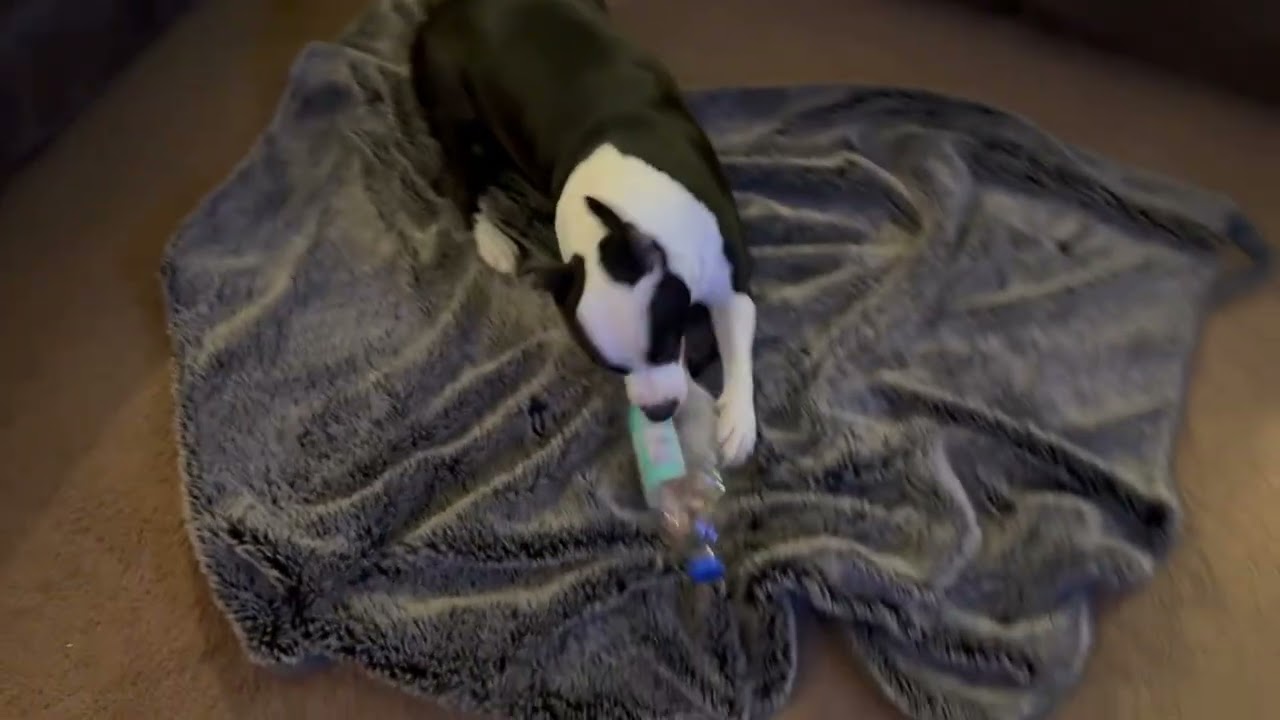 Pitbull in Full Play Mode