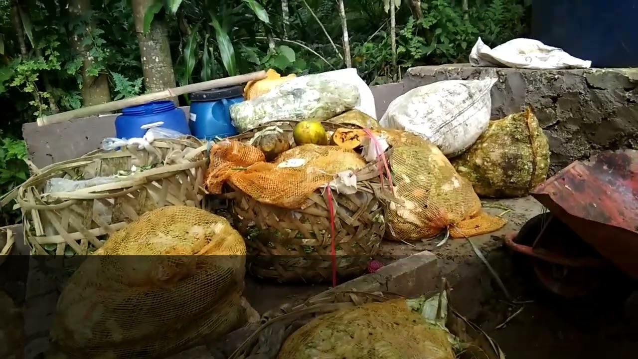 Revolutionizing Waste Management with BSF Maggots
