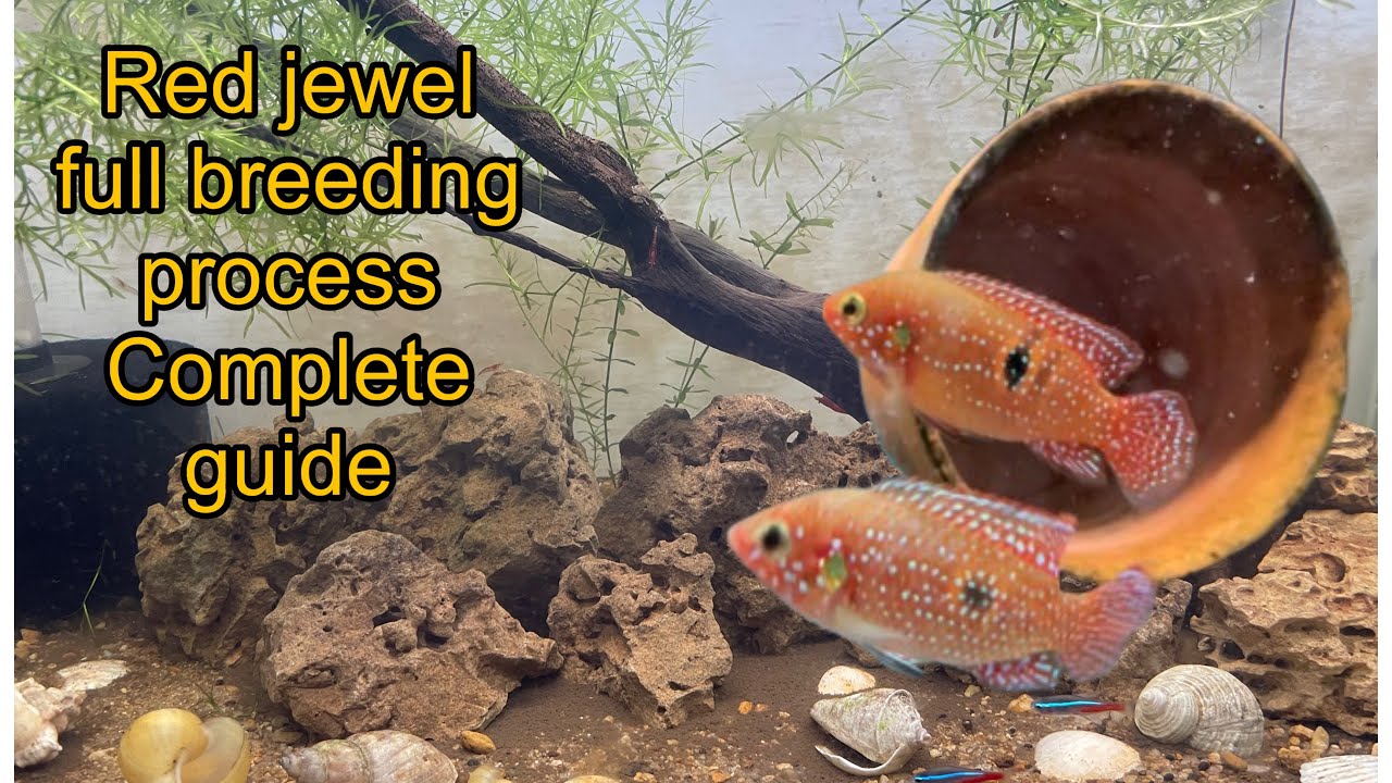 Breeding every fish in the world prt-3 (red jewel cichlid)