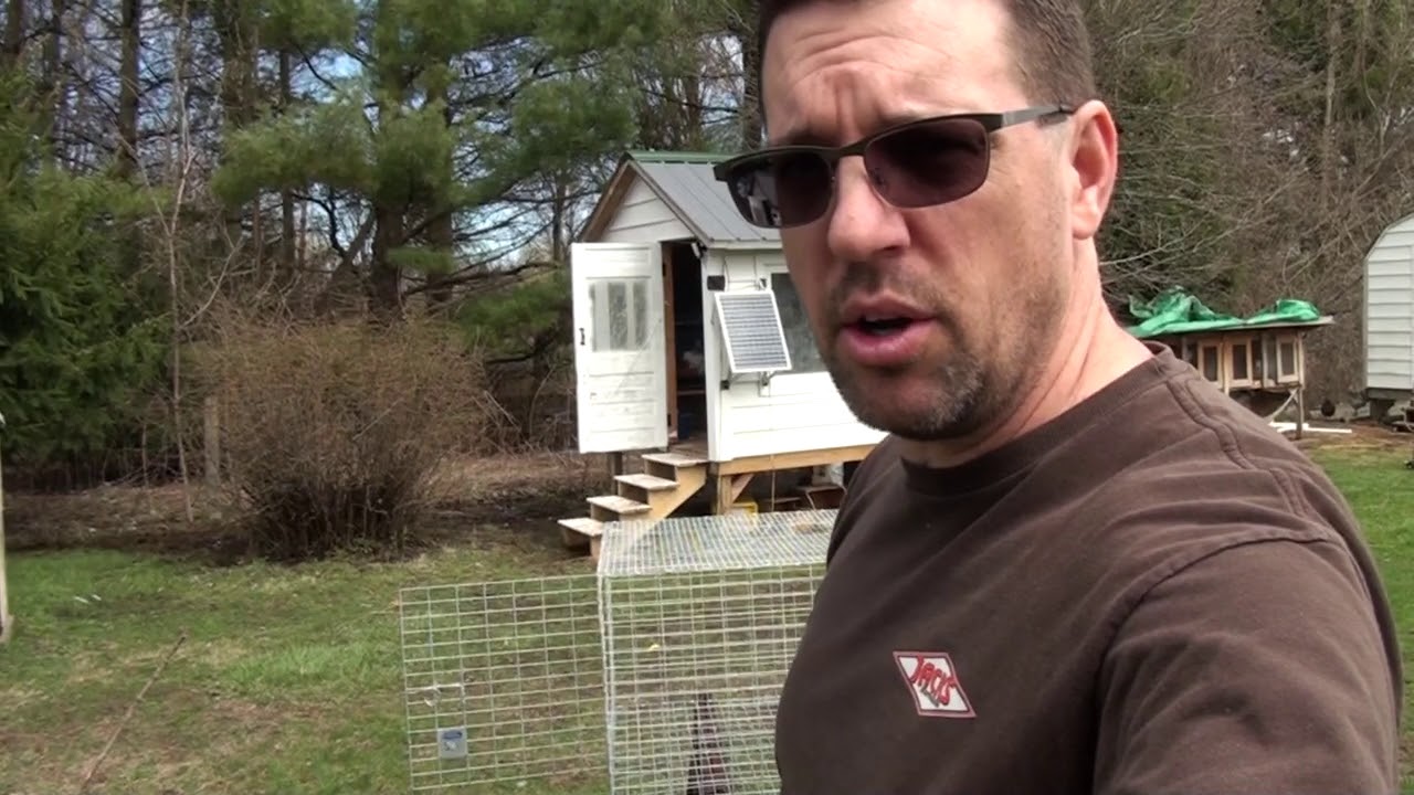 Cleaning Rabbit Cages and Rabbitry Bio-Security