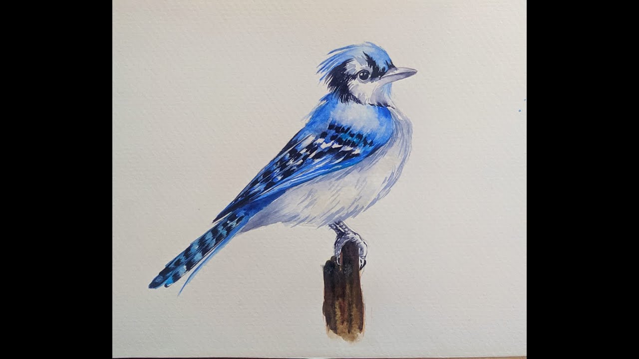Clase de pintura con acuarelas - Ave blue Jay
