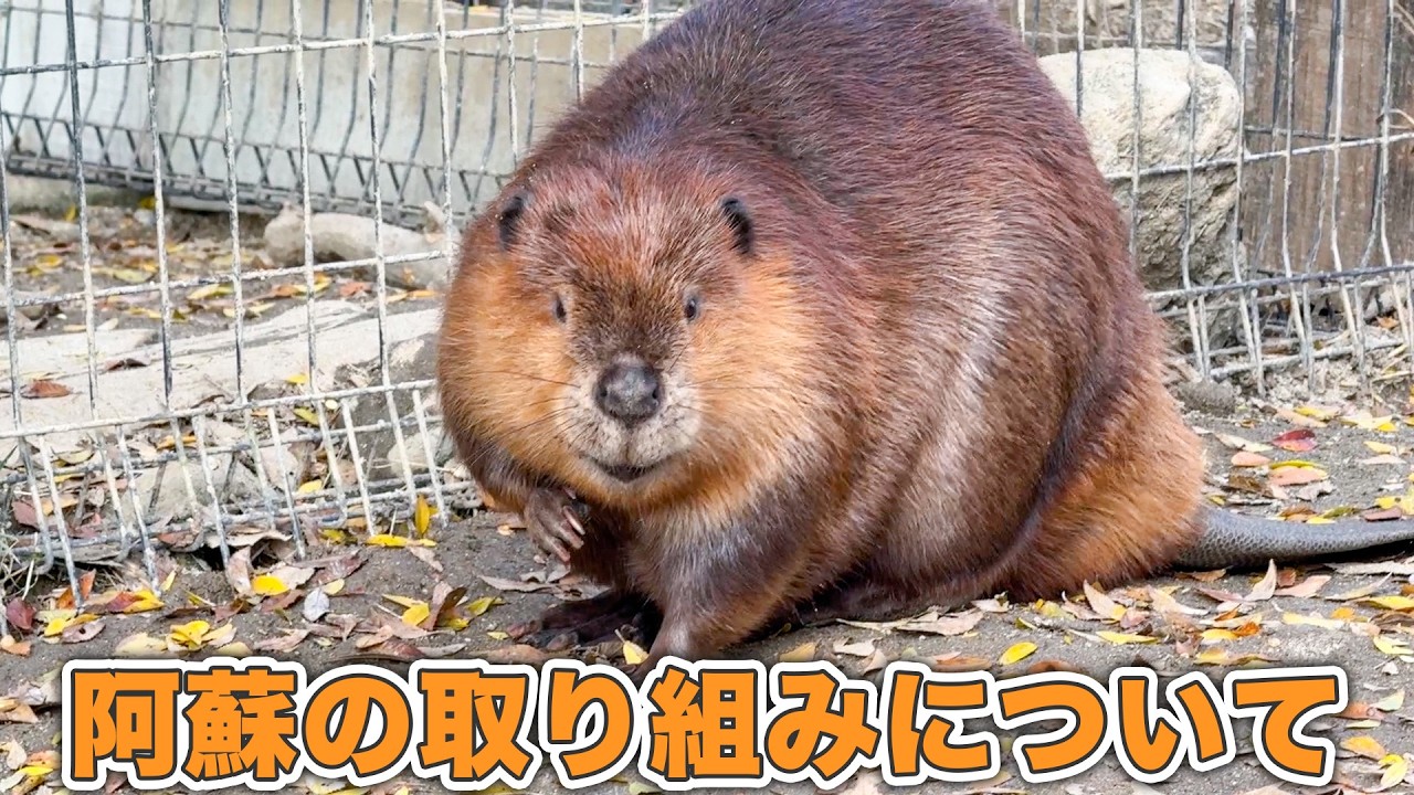 【阿蘇ファームランド】賞をいただいたビーバー展示場での取り組みをご紹介します！【エンリッチメント大賞】