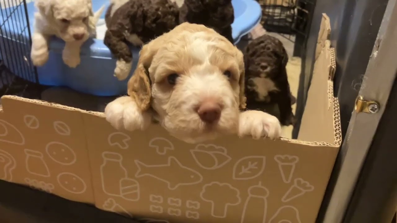 Loveable Litter of Lagotto Romagnolo - Week 4 Pupdate