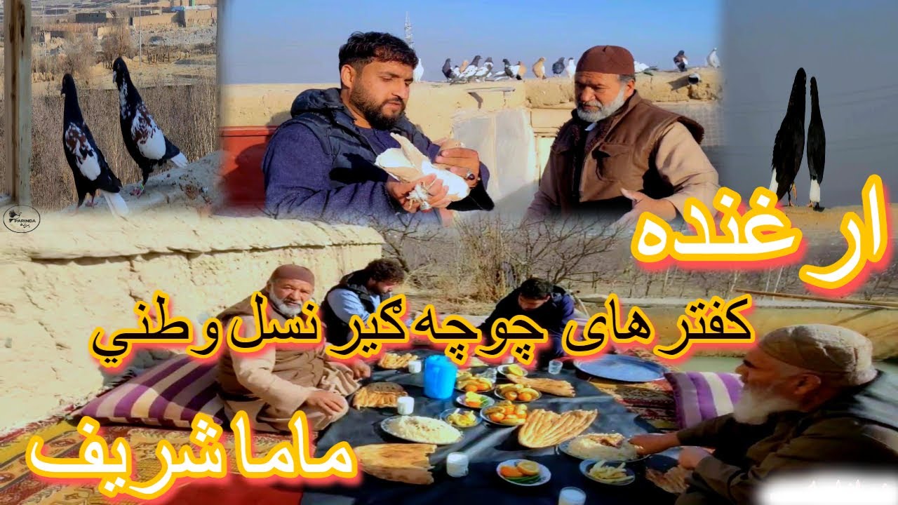 ماما شریف/ منطقه ارغنده پایان/ موسم ګد کردن کفترها/ نسل های انتیک/ Good Season to Pair Pigeons