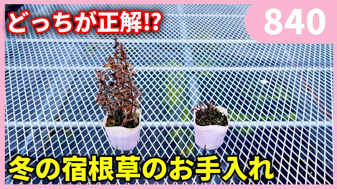枯れた葉を取っちゃダメ？多年草の冬越し管理 840 by 園芸チャンネル 園芸 ガーデニング 初心者