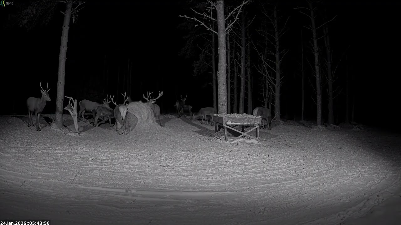 Red deer Cam Estonia 2026/01/24