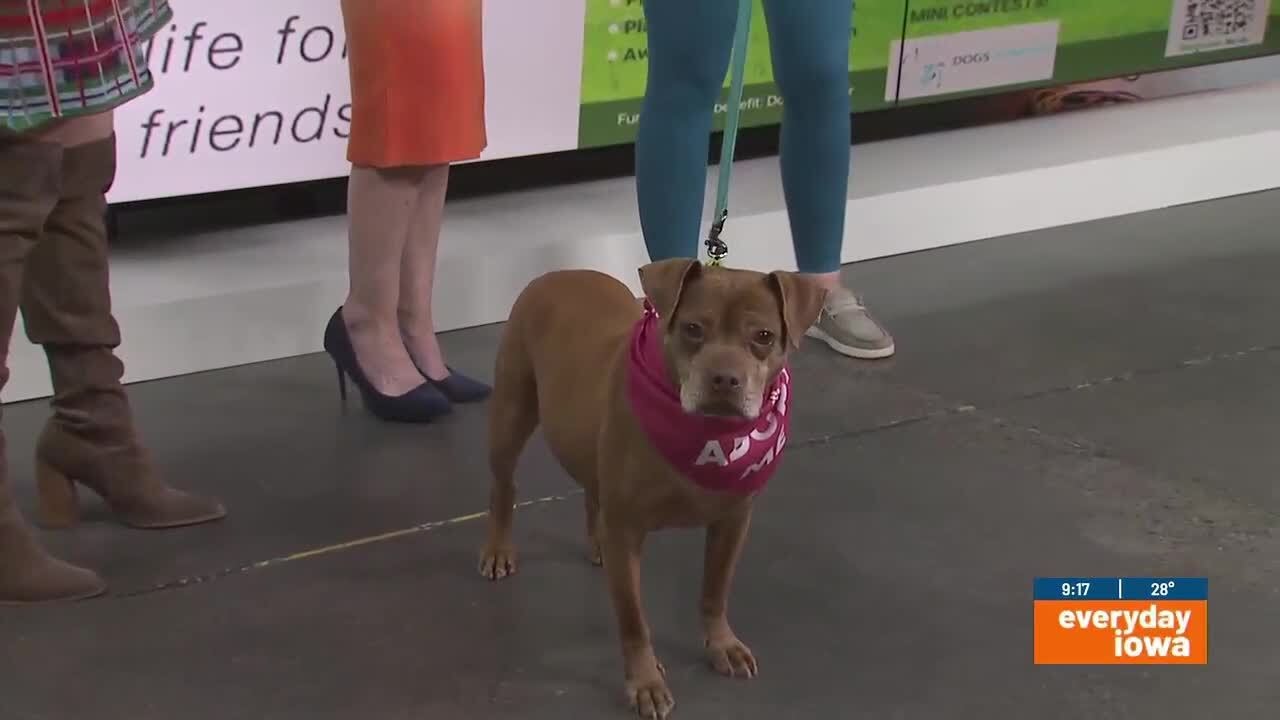 Everyday Iowa - Dogs Forever Indoor Golf Tournament