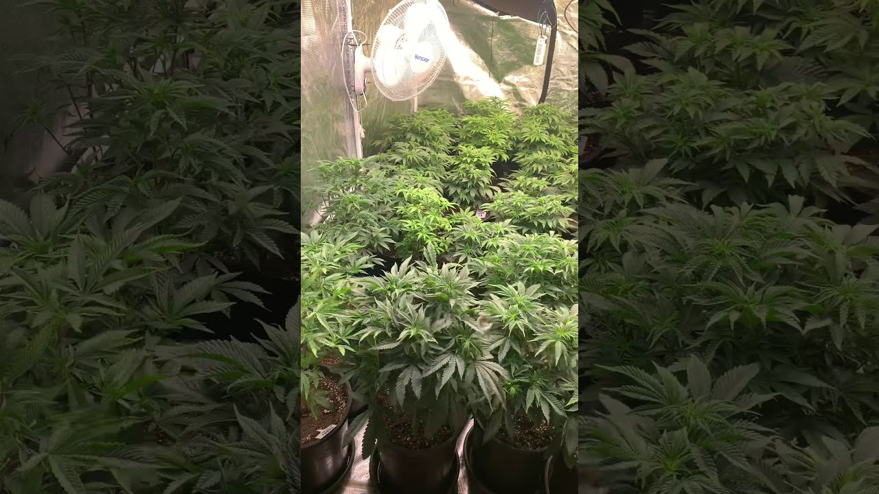 New light. With update. Chilled Grow Craft X6 1000 watts