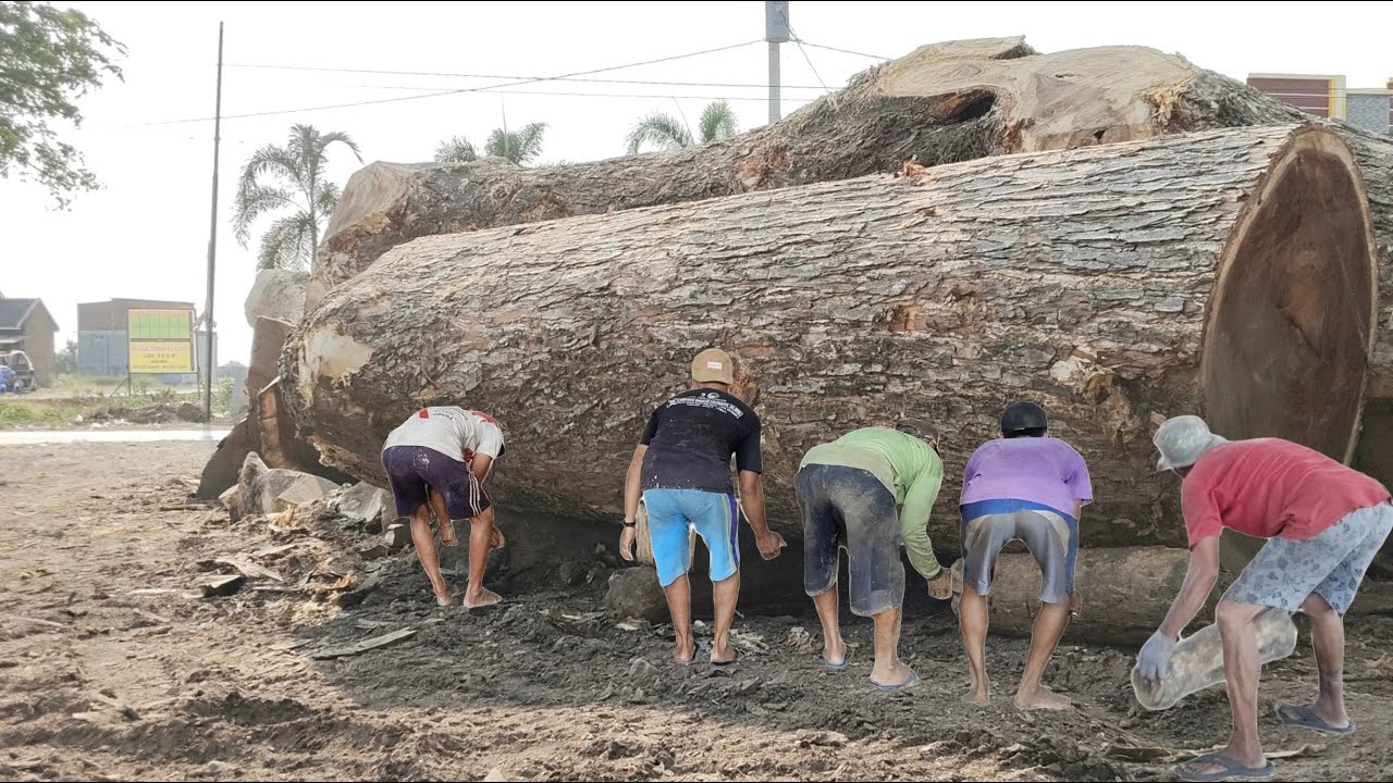 Sangat profesional !! Proses penggergajian kayu besar  oleh operator gergaji bandsaw.