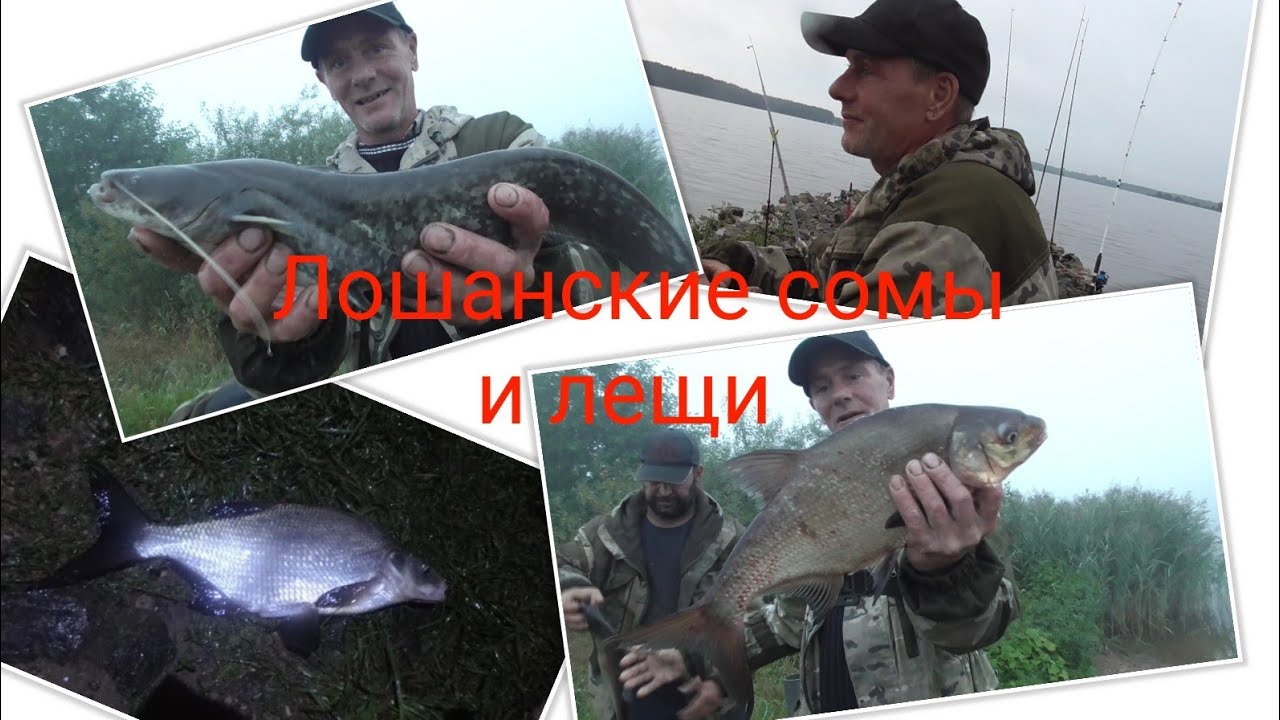Ловля сома и леща на Лошанском водохранилище. Рыбалка в Беларуси.