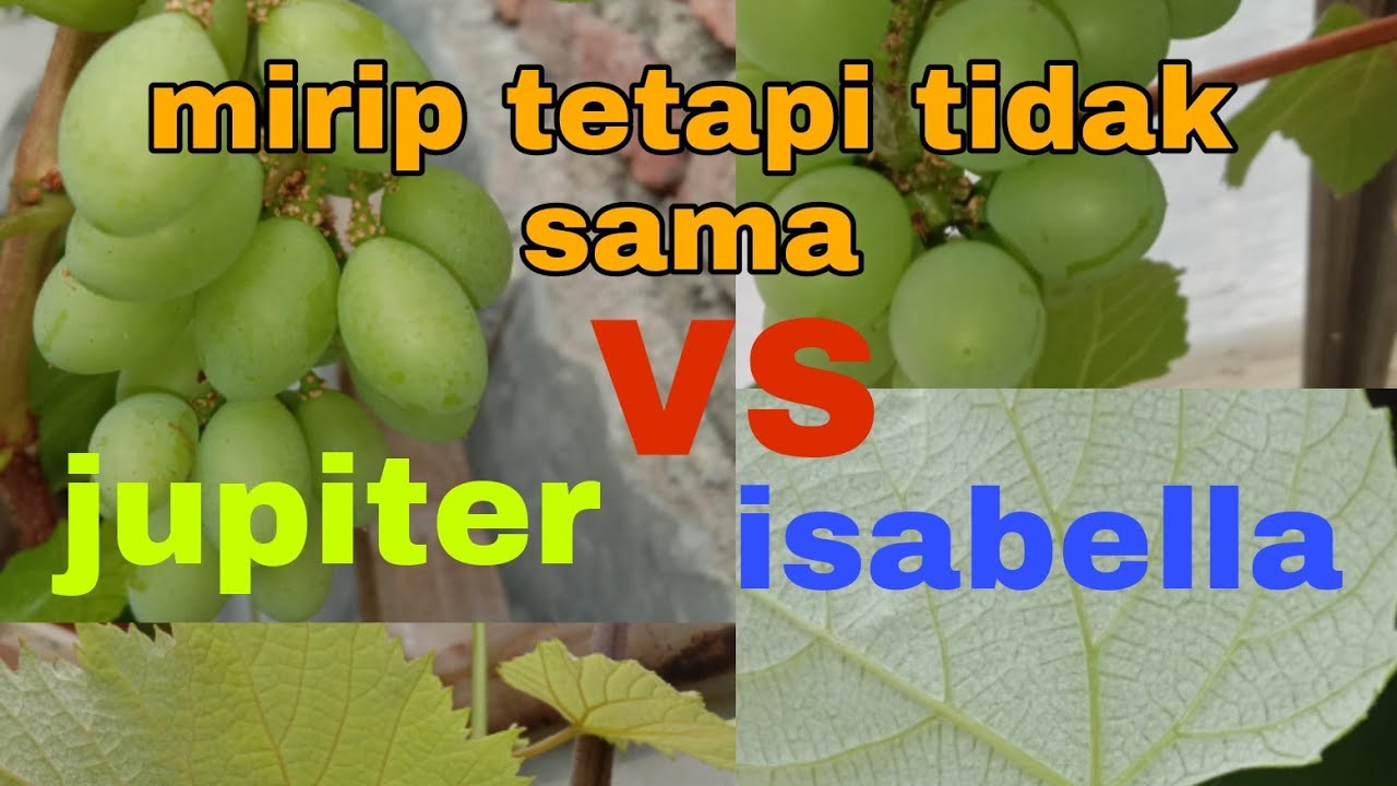 Perbedaan anggur jupiter dan isabella