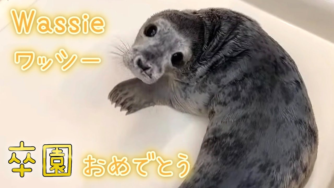 卒園おめでとう ワッシーの可愛いを集めました【アザラシ幼稚園】