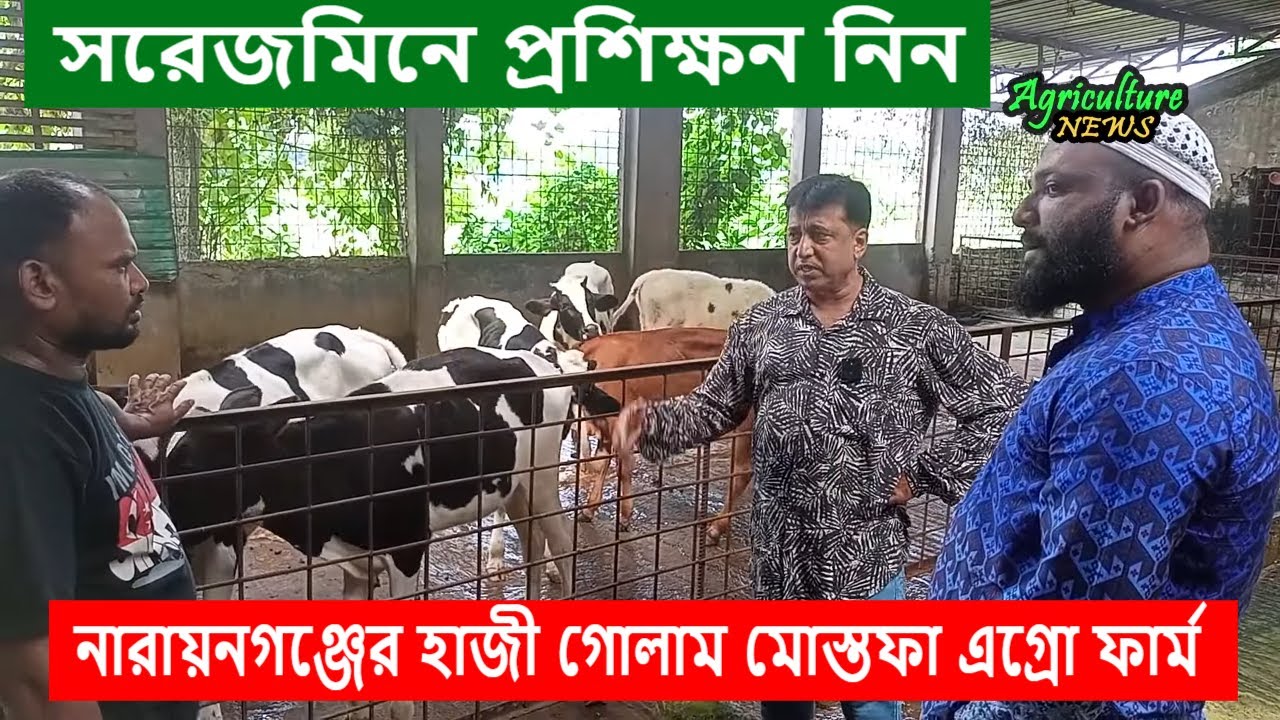 নাঃগঞ্জে ডেইরি ফার্মের ভিতরে গরুর সমস্যা ও চিকিৎসা | cow farming training | Agriculture News