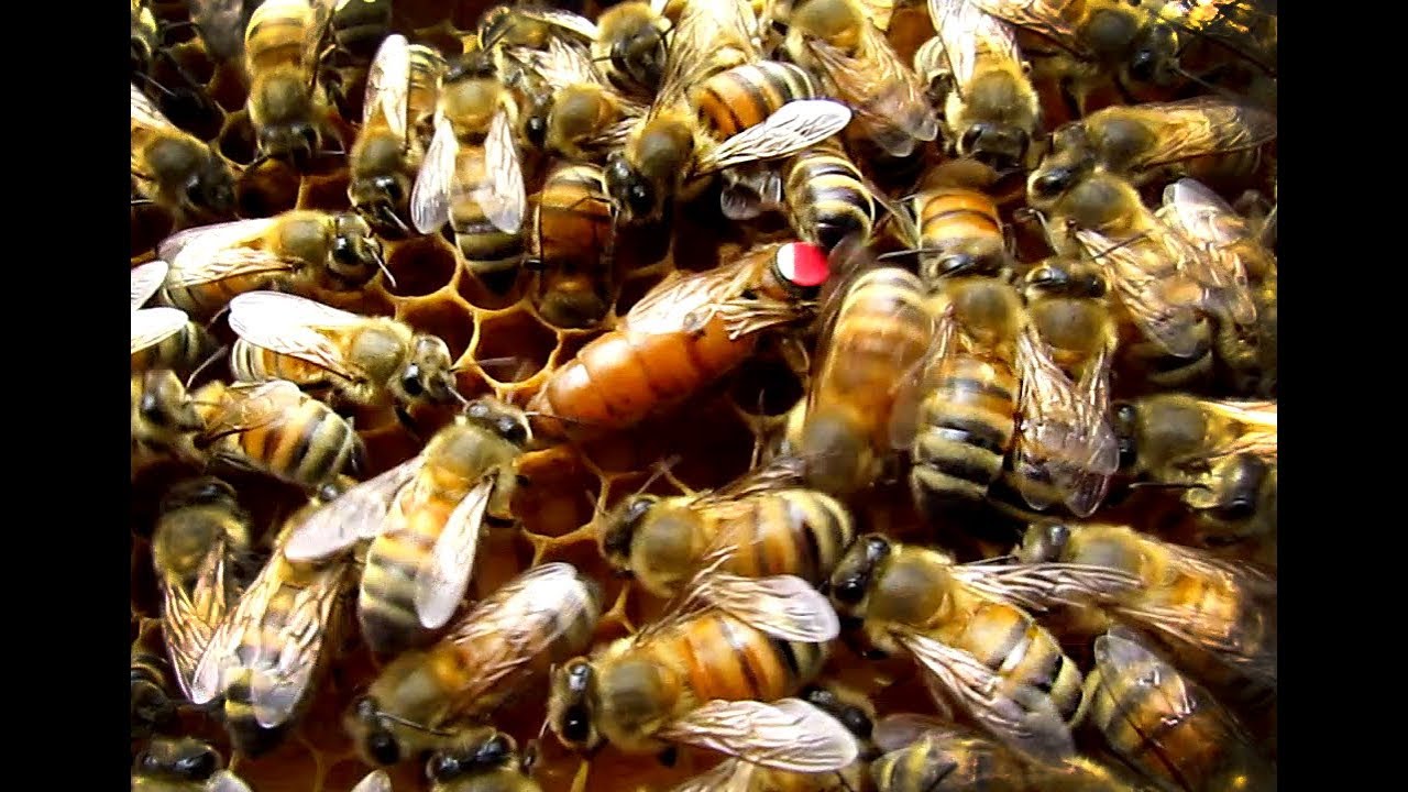 Взрывное развитие матки ИО Buckfast