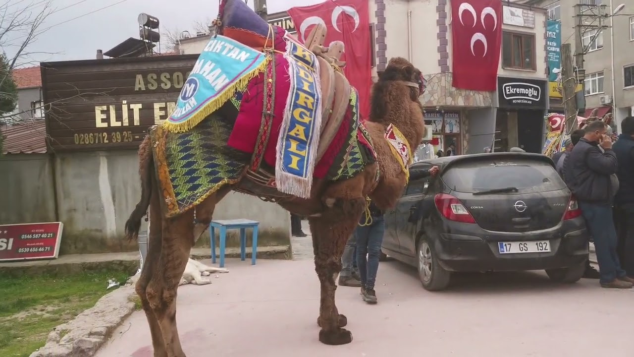 AYVACIK Deve Güreşleri #deve #Devegüreşi  #Ayvacık #Çanakkale #Doganaytv. #dogancelik