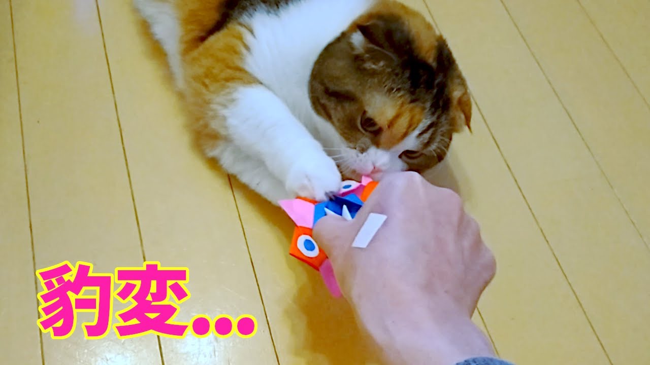 【癒し猫】オモチャで遊んでいたのに豹変する猫が可愛い🙀💕