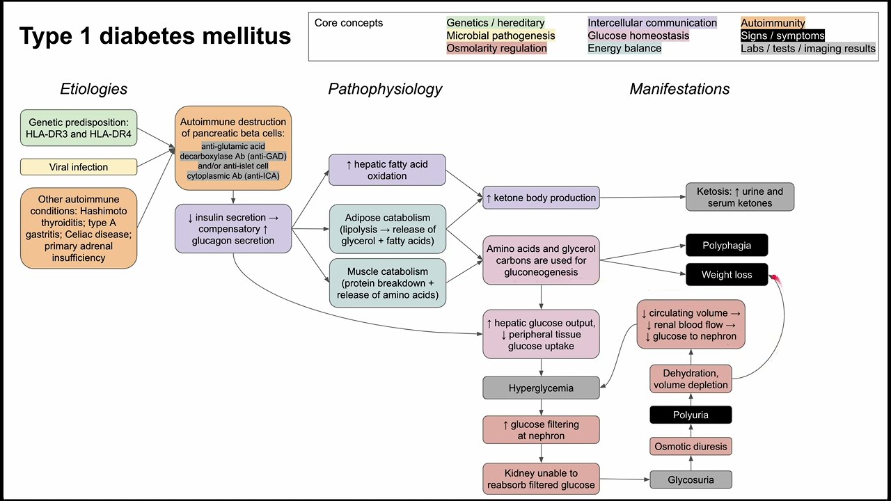 Type 1 diabetes mellitus (mechanism of disease)