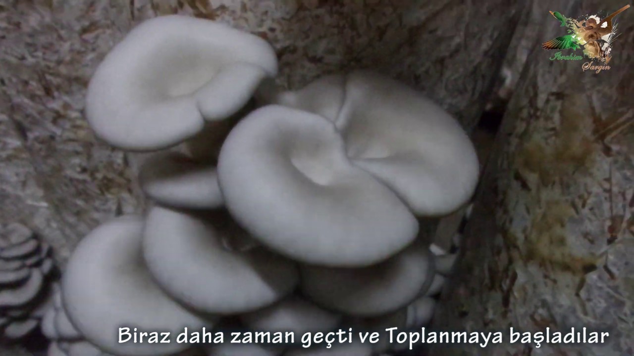 Poşette mantar yetiştiriciliği - Mantar kompostu 🍄
