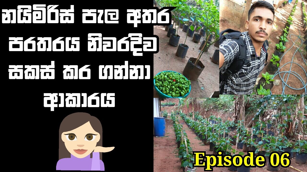 නයිමිරිස් පැළ අතර පරතරය නිවරිදිව සකසා ගන්නේ කෙසේද? | Nai miris | Scotch Bonnet | EP-06 | Agri School