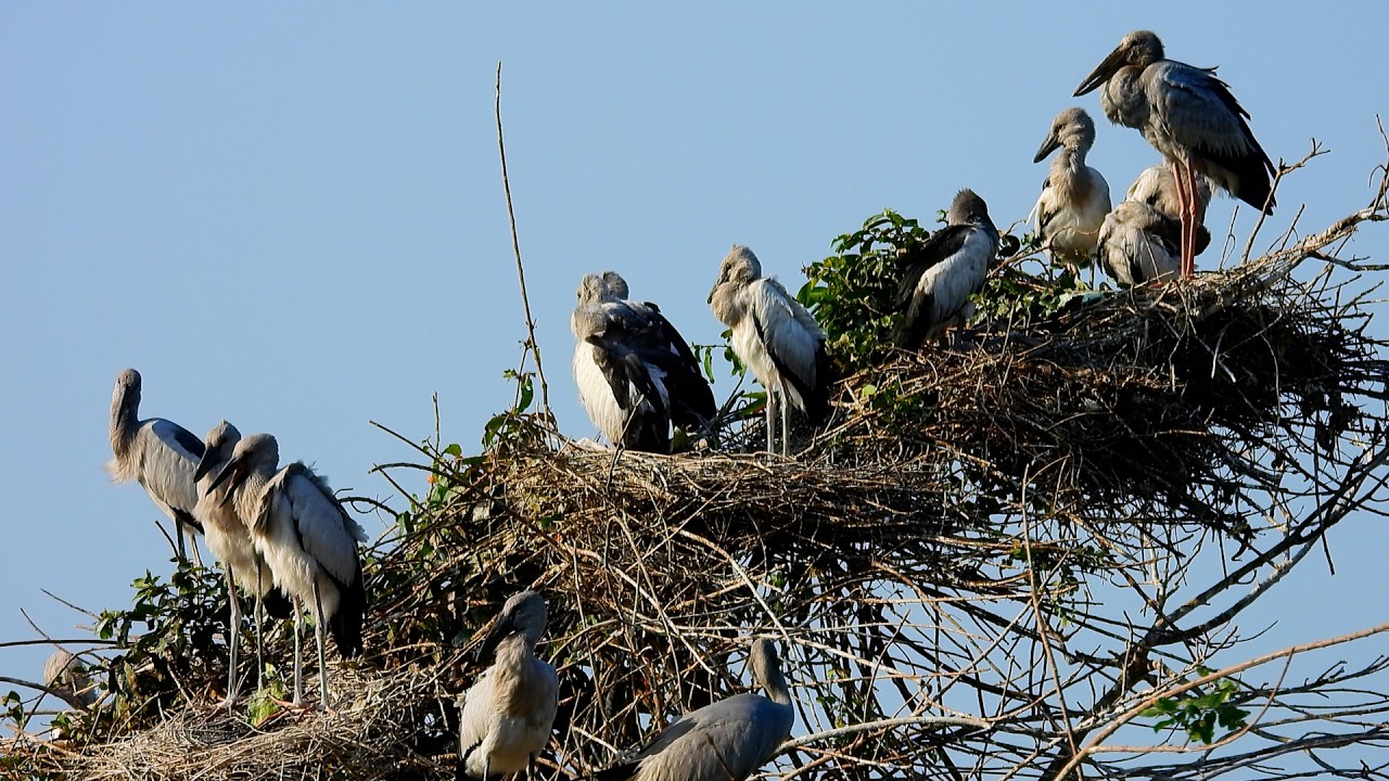 Wonderful Of Geography Unlocking Flooded Forest Where Millions Of Bird Lives with Peace Ep 64