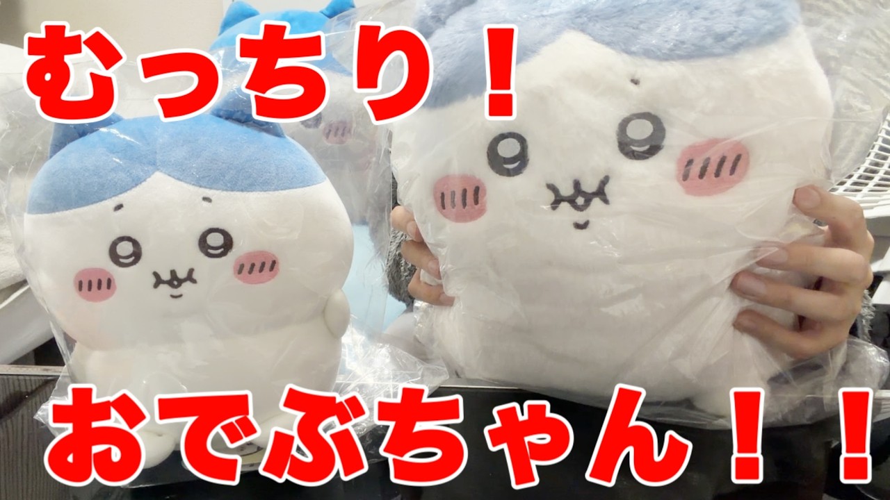 【ちいかわ】ハチワレが太った！？ぼっちゃりぬいぐるみをちいかわらんどでお迎えしてきた！【推し活】