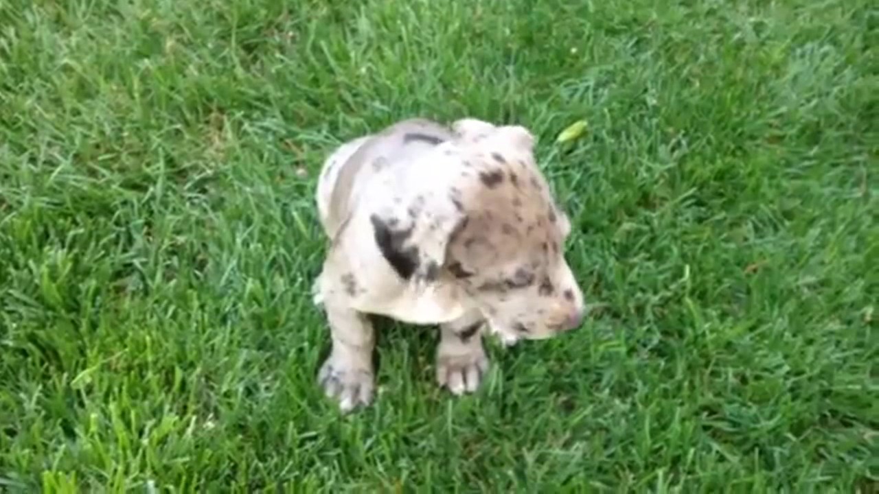 puppy surprise compilation NO:5