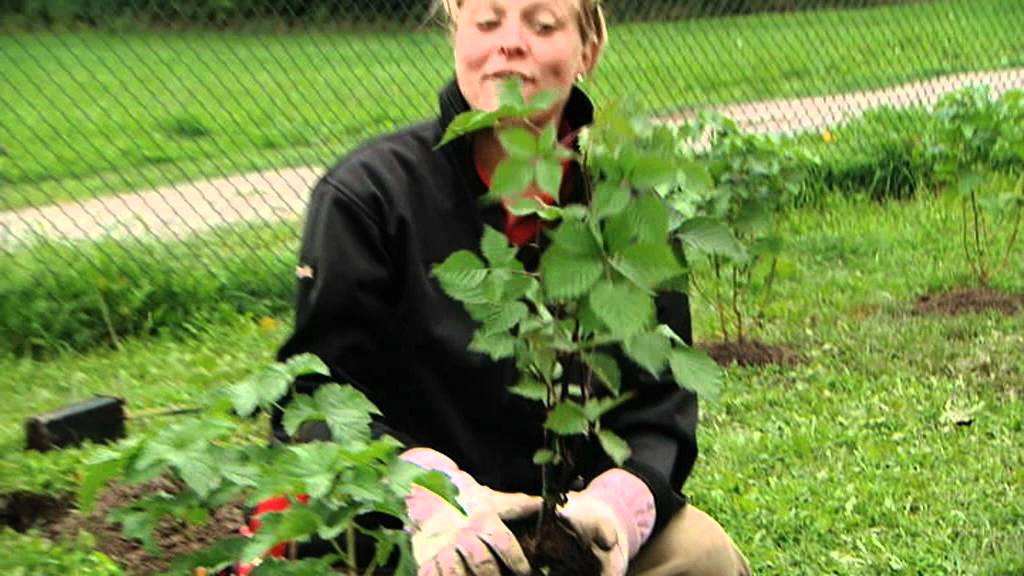 Tr&auml;dg&aring;rdsdr&ouml;mmar Plantera buskar.mov
