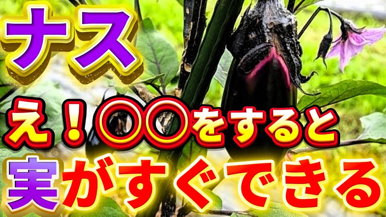 【ナス】5月後半！○○をすると実がすぐ出来ます！農家も知らない実は気を付けるべきポイントや注意点についてもご紹介