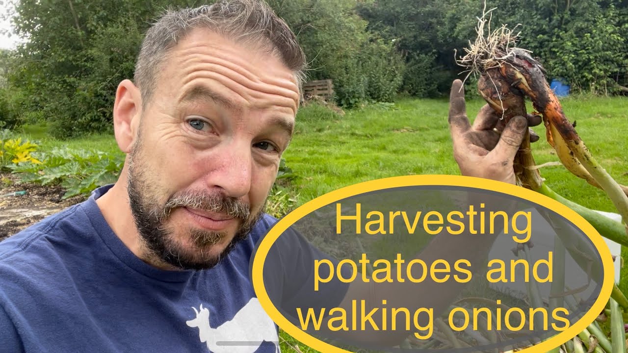Storing blighted potatoes and harvesting Egyptian walking onions