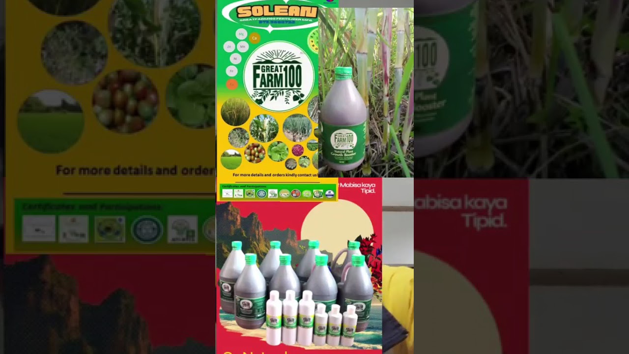 Live mga sakit Ng sibuyas,talong at kung Anu pang sakit Ng mga halaman 
