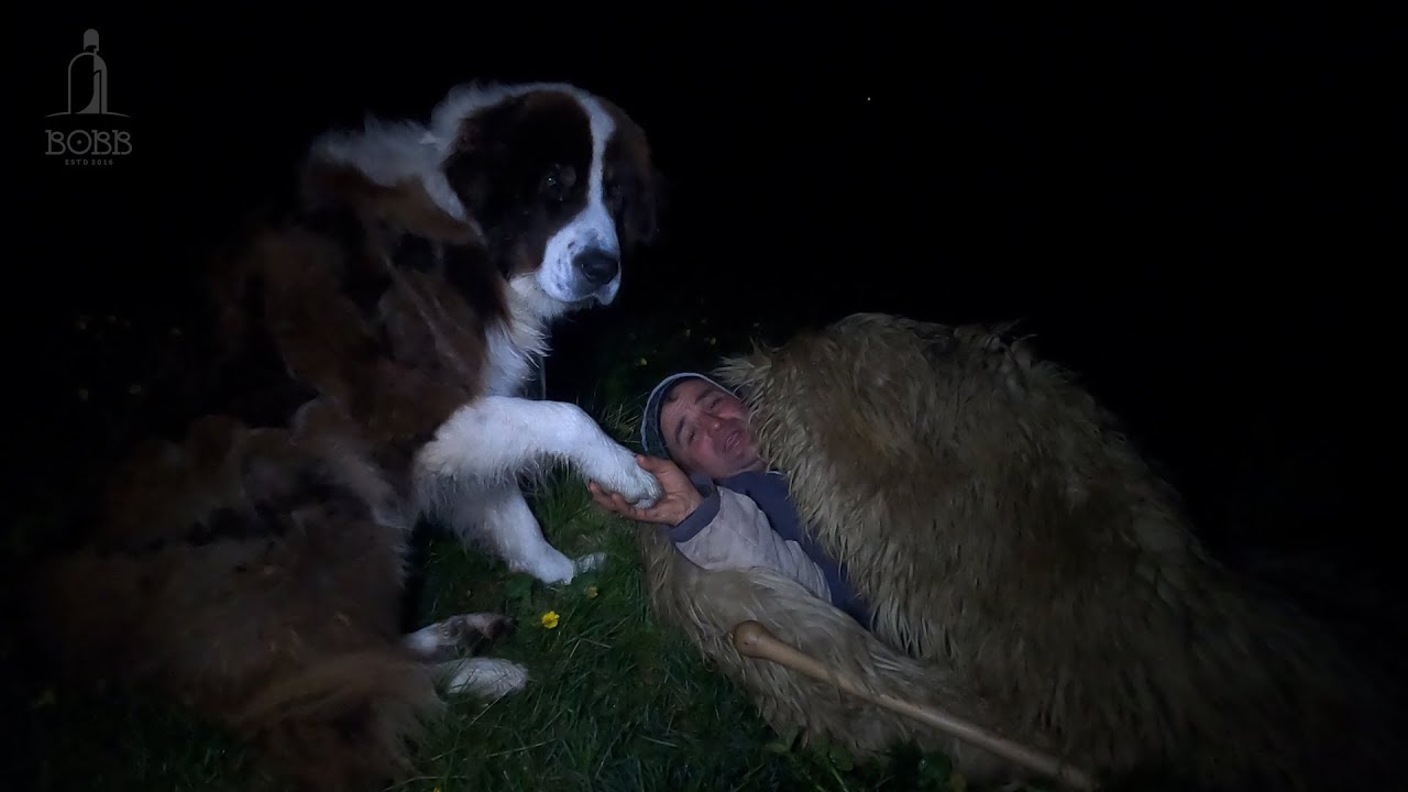 URCATUL OILOR ÎN MUNȚII RETEZAT | CEA MAI MARE BOALĂ A OILOR ESTE CIOBANUL EP.3