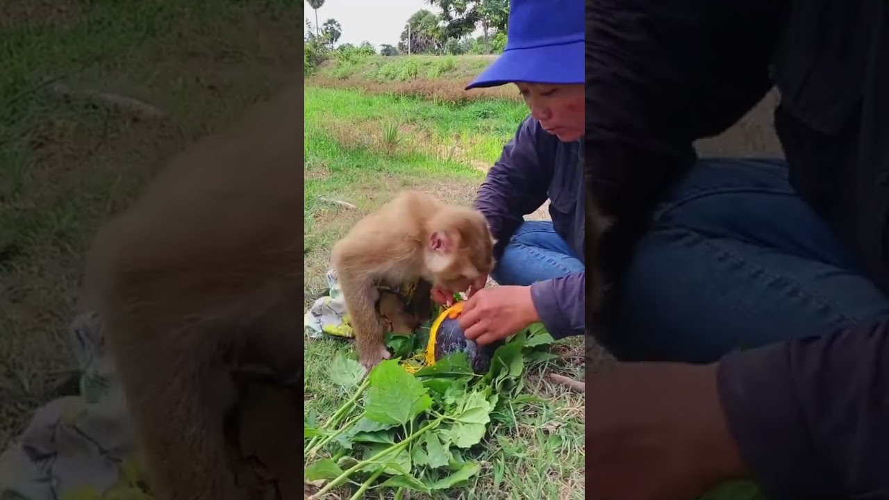 Cute Baby Monkey #12