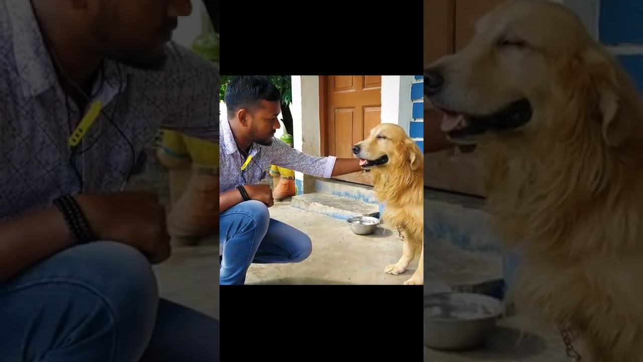 Golden Rectriver || Random Raju || Valobasa I|| 