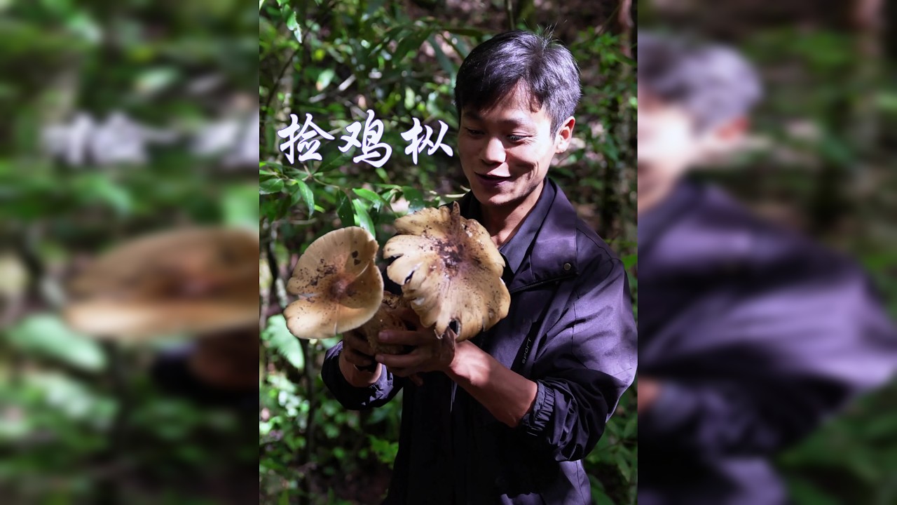 又到了捡大鸡枞的季节啦 今天发现一朵黢黑黢黑的鸡枞