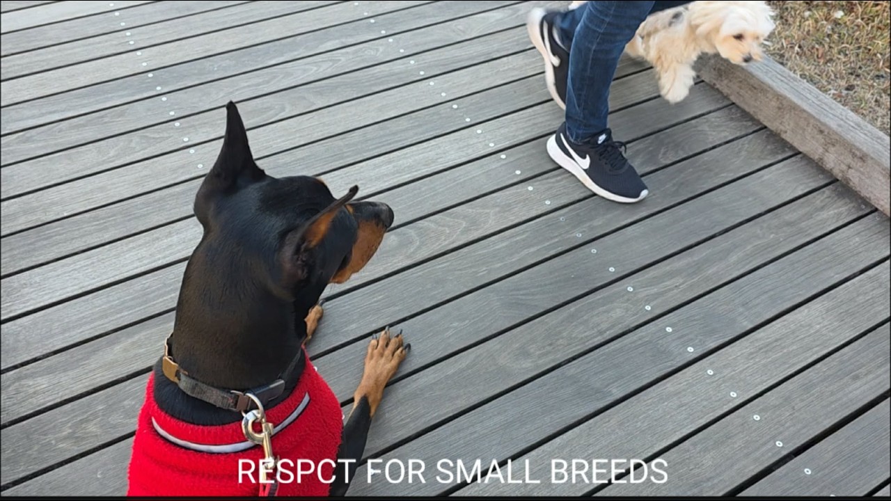 MEET OUR FUR FRIENDS 🐾🇯🇵(WALKING ROUTINE WITH LUNA)#doberman #dog 