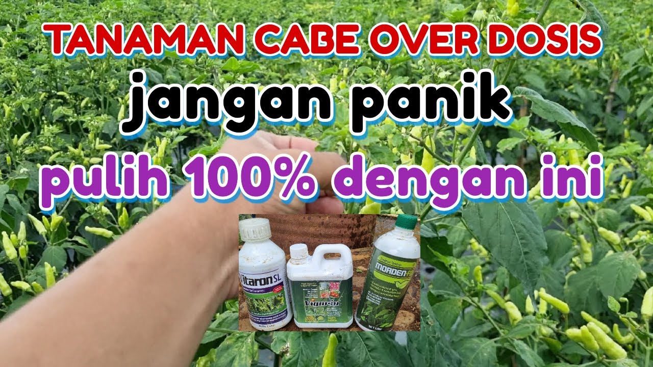 CARA MENGATASI TANAMAN OVERDOSIS PESTISIDA || MENGATASI TANAMAN OVERDOSIS PUPUK PADA TANAMAN CABE