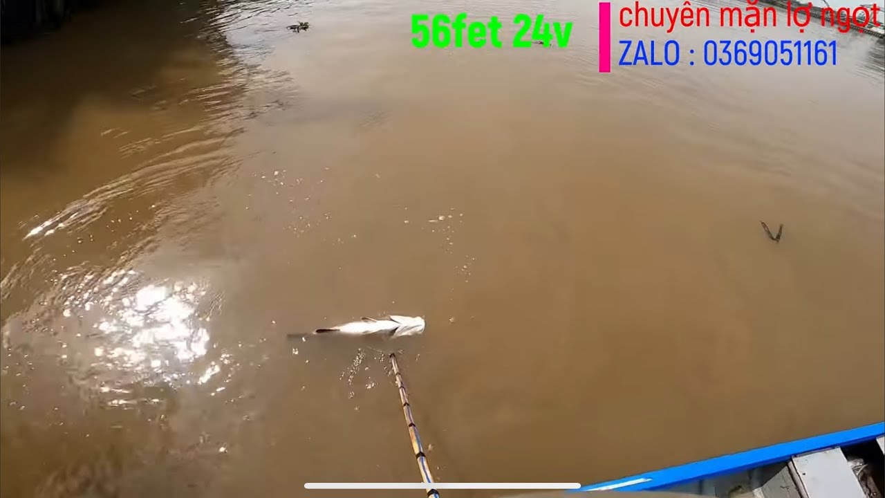 Cùng Mình Đi Săn Cá Trẽm Cá Vược Khủng Trên Sông . Bắt Chọn ổ Cá Trẽm Bự . Xiệt Cá 56FET 24v