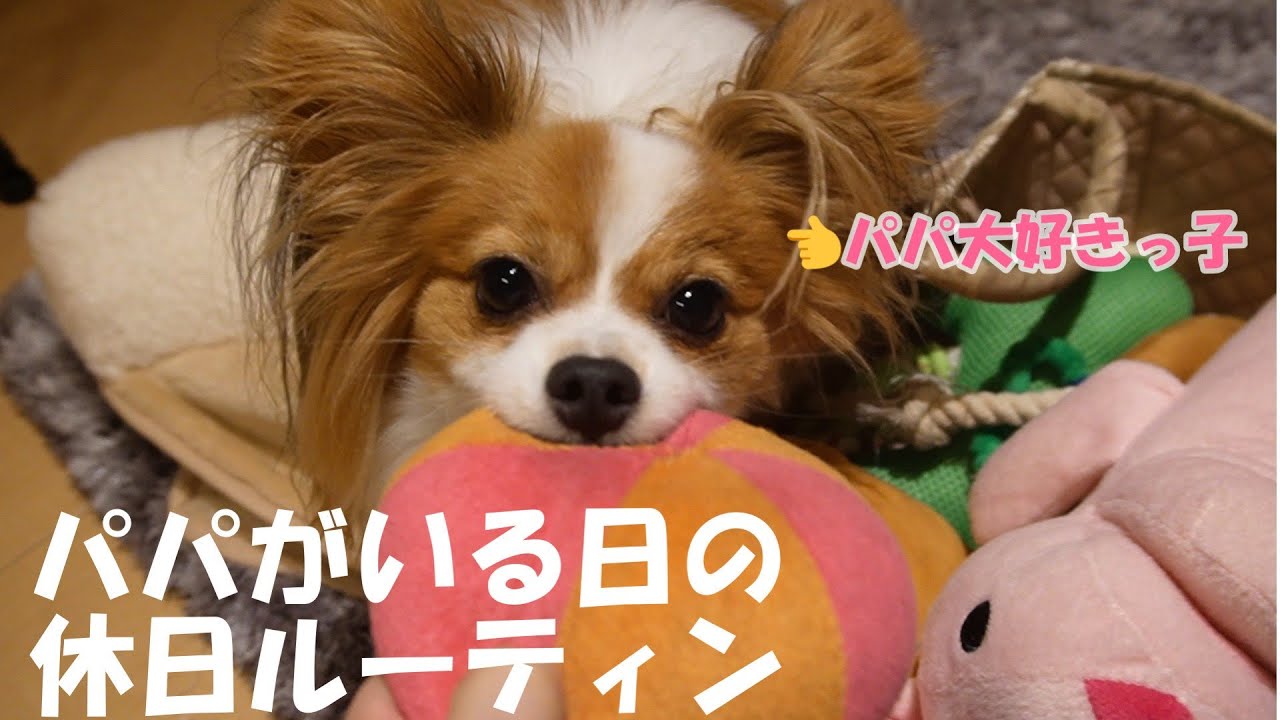 パパが大好きすぎて乙女になってしまうパピヨンの休日ルーティン