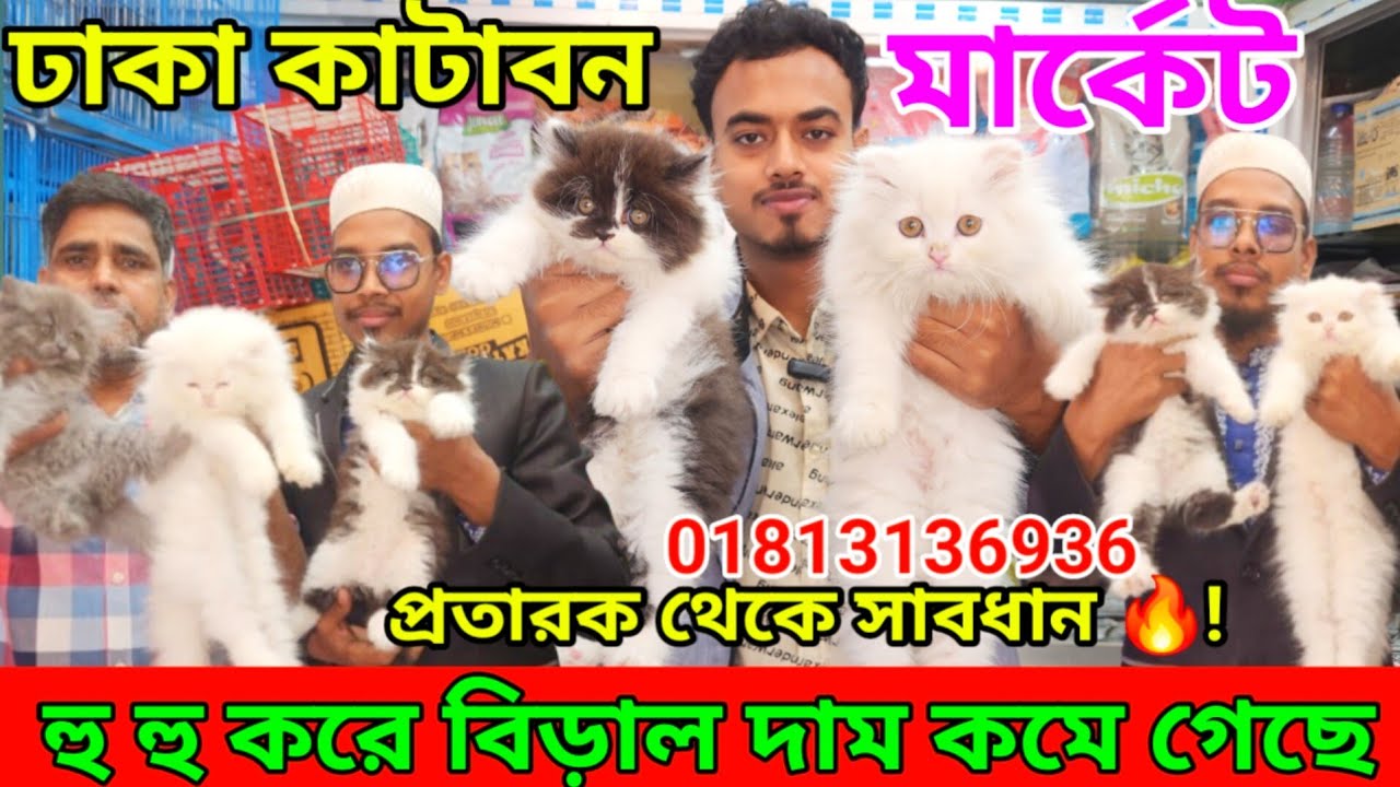 তিন দিনের বিশাল অফার 🔥 | Persian cat price in Bangladesh | Animal market in Bangladesh | katabon