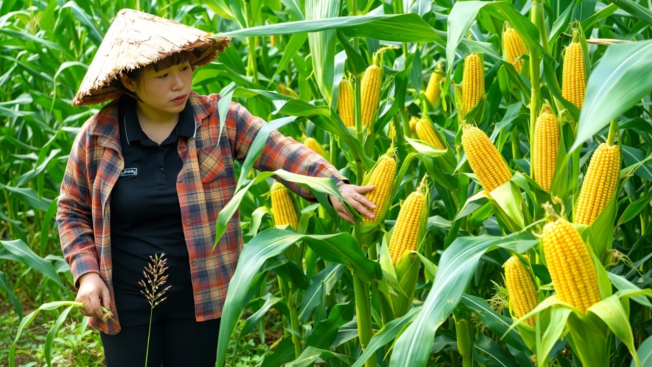 Join the orphaned boy in harvesting corn to sell - Go to the fair and eat delicious food
