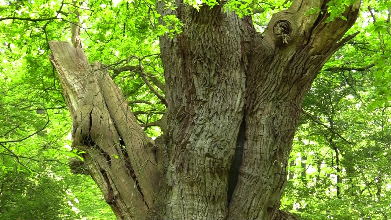 Predigt des ältesten Baumes von Niedersachsen