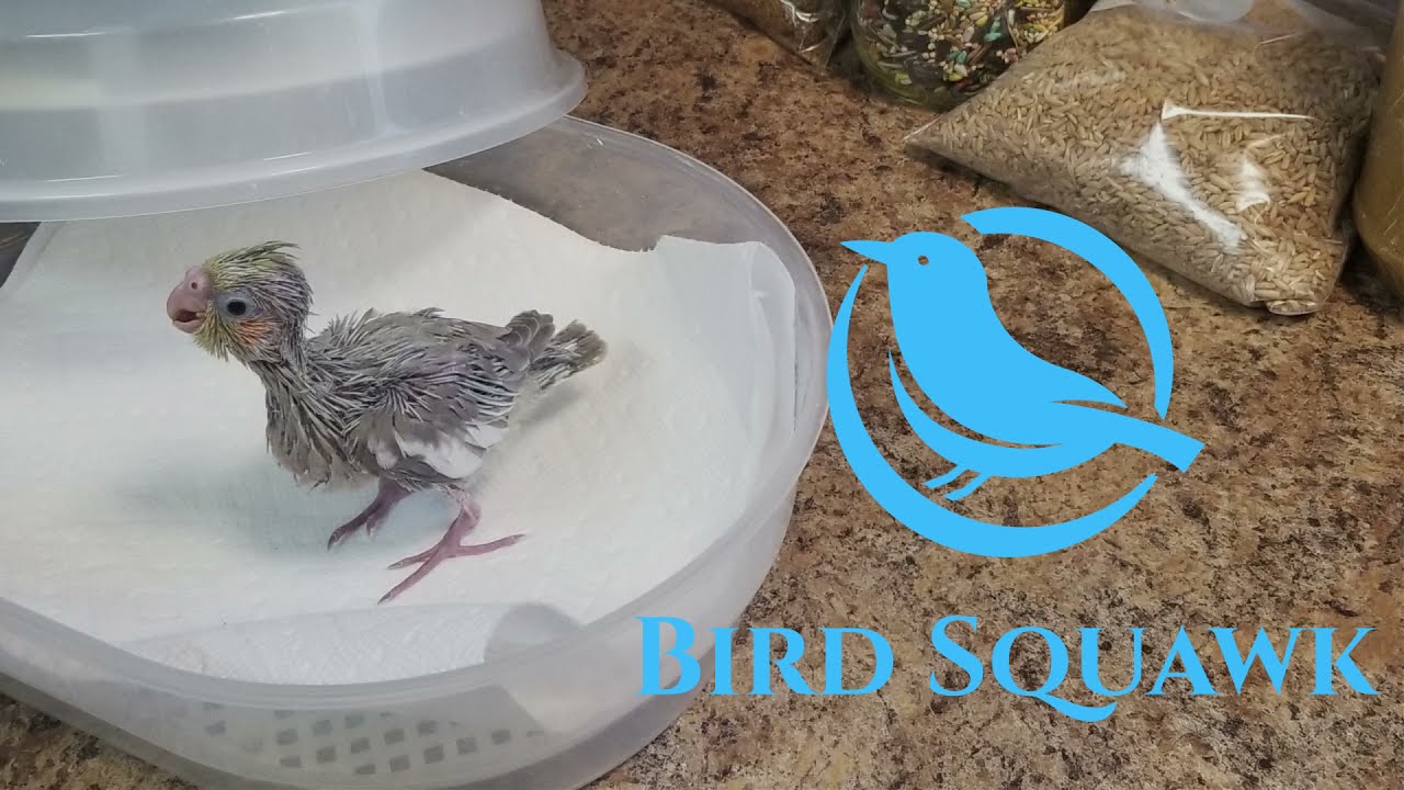 What Temperature For Baby Cockatiels???  What Is, The Correct Temperature?  Lets Talk About It!