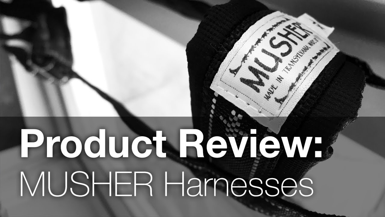 MUSHER Seppala and Amundsen Harness Review | Howling Yetis