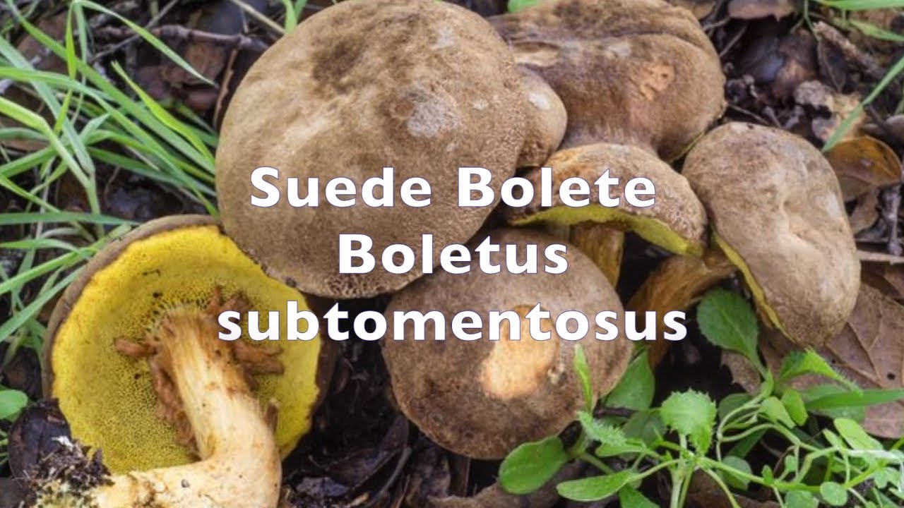 Suede bolete mushrooms, Xerocomus subtomentosus, Boletus subtomentosus
