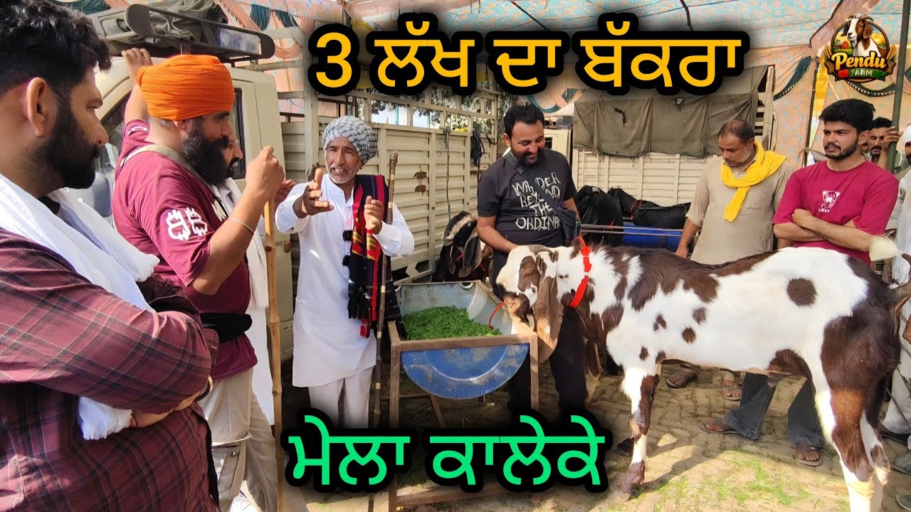 3 ਲੱਖ ਦਾ ਬੱਕਰਾ ਮੇਲਾ ਕਾਲੇਕੇ #rajudirba #goatfarm #bakra #kaleke @RajuGoatFarm @goatstar94 @PenduFarm 