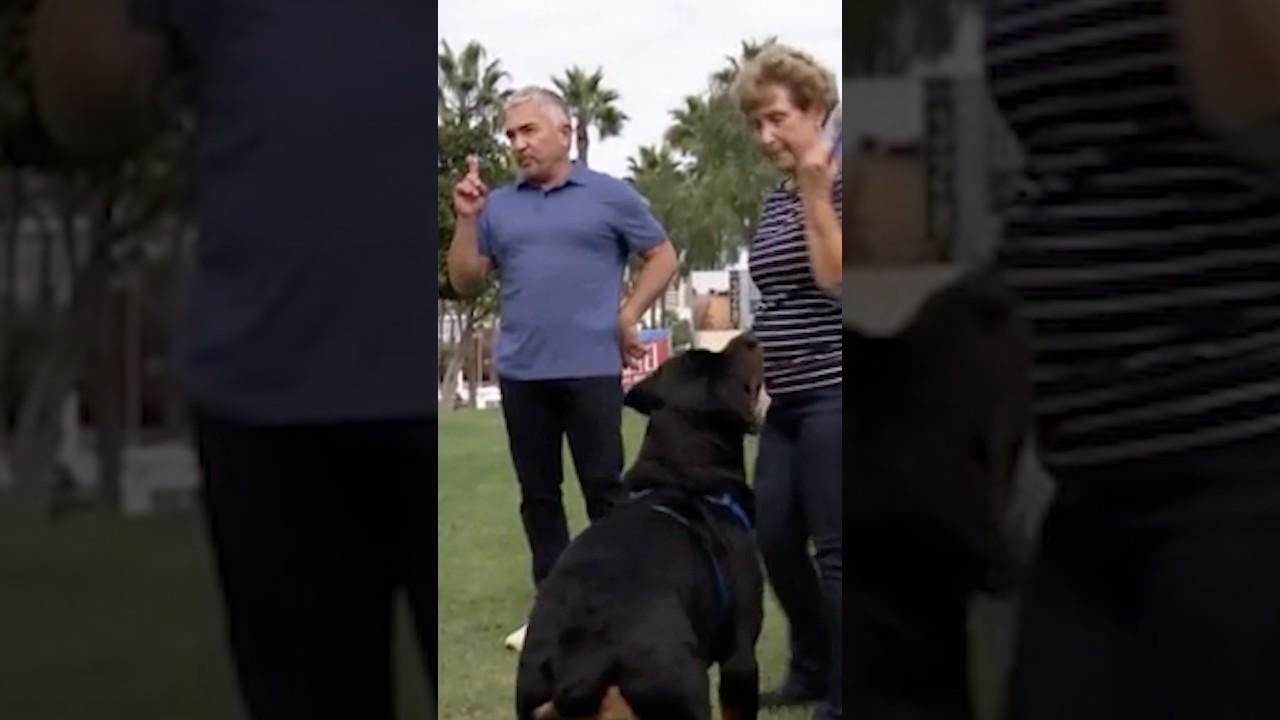 The four most common dog behavior problems 