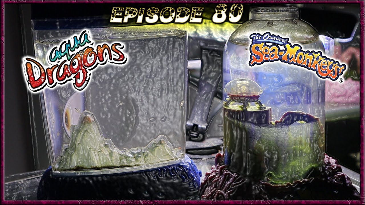 Sea Monkeys vs. Aqua Dragons