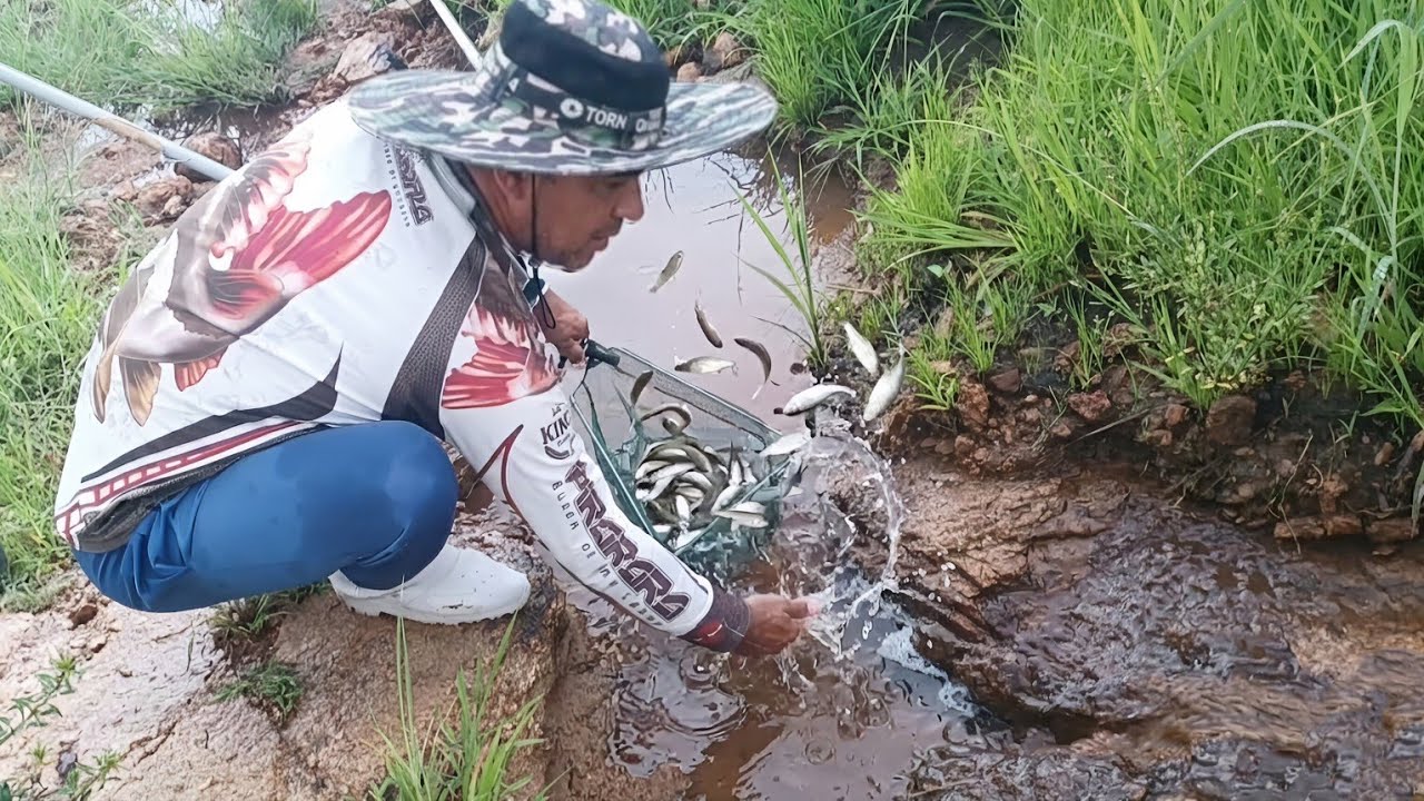 ÉRA MAIOR DO QUE EU PUDE IMAGINAR A QUANTIDADE DE FILHOTE DE PEIXE NESSE CÓRREGO 